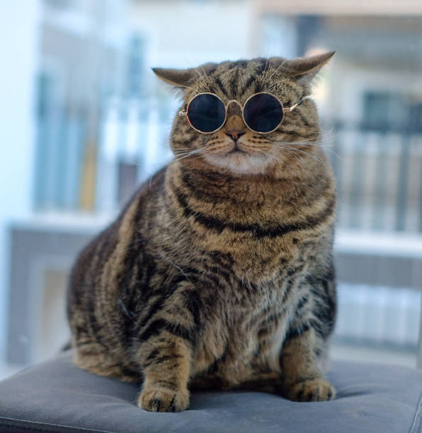 istock Portrait cat closeup cute 1078328262
