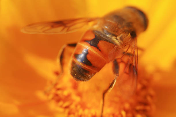 Syrphidae in the flowers