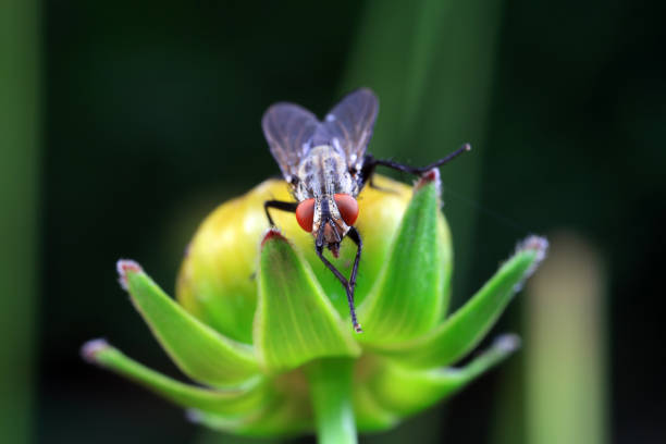 Close-up macro shot of a vibrant orange gall midge, likely from the Cecidomyiidae family, perched on a slender blade of grass, possibly of the Poaceae family. The shallow depth of field and soft lighting create a natural, serene outdoor scene, highlighting the delicate details of the insect and its environment.