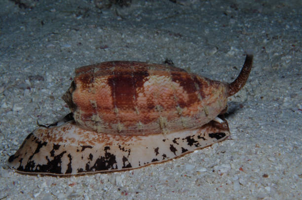 istock Geography Cone, Lady Elliot Island, Great Barrier Reef, Australia 1078341966