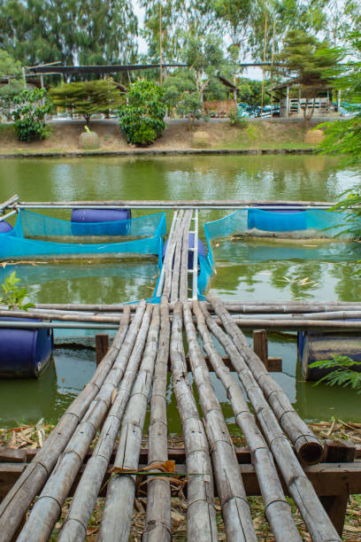istock Cage fish farming in ponds 1078342084