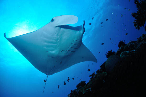 istock Reef Manta Ray, Lady Elliot Island, Great Barrier Reef, Australia 1078342094