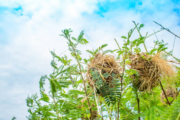 Bird nest made of grass on trees.