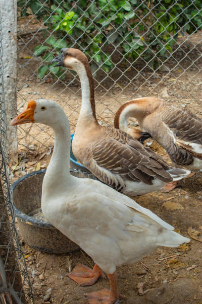istock Goose, white and brown in a cage. 1078343720