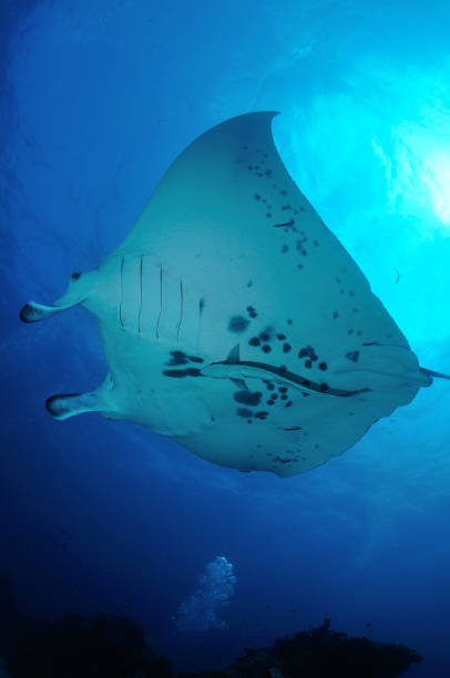 istock Reef Manta Ray, Lady Elliot Island, Great Barrier Reef, Australia 1078344182