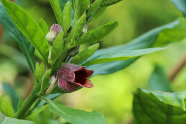 istock Phlogacanthus pulcherrimus  at garden 1078344870