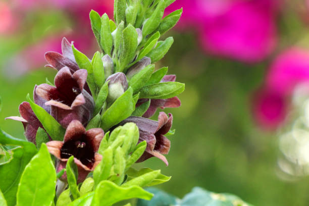 istock Phlogacanthus pulcherrimus  at garden 1078344878