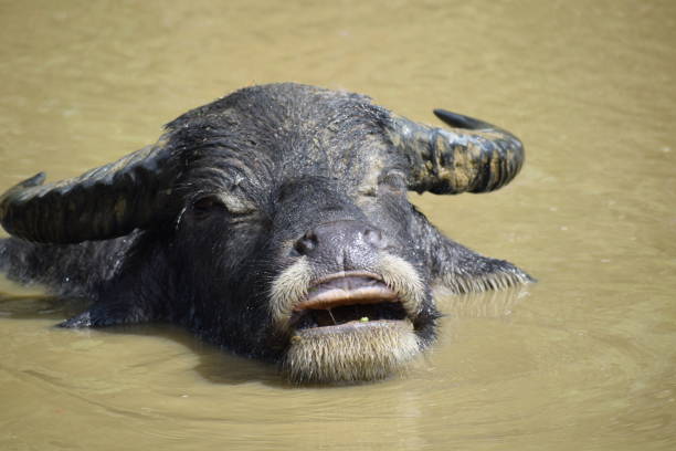 istock Buffalo Sa Pa Vietnam 1078349792