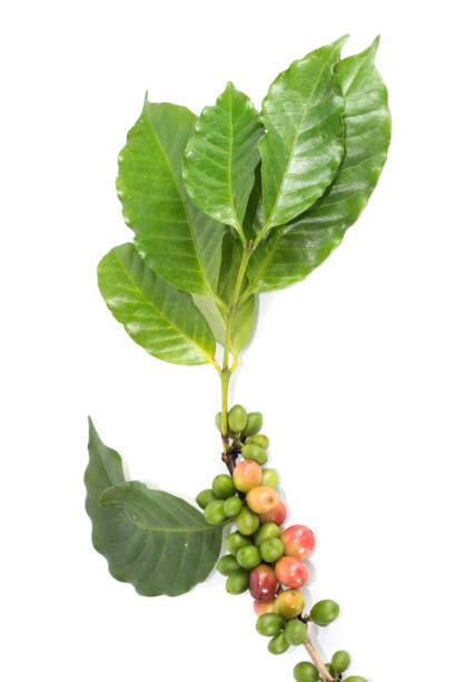 istock Coffee arabica Close up 1078351190