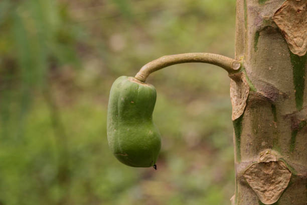 istock Papaya at garden 1078352868