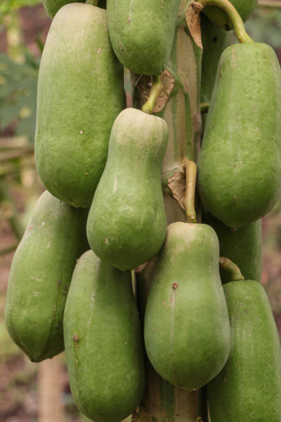 istock Papaya at garden 1078352872