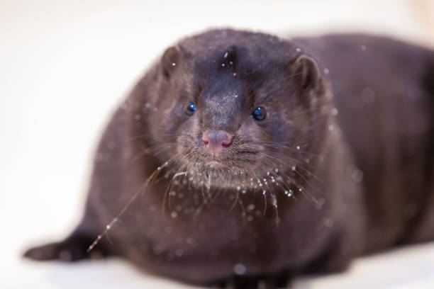 istock Mink grown in fur farming 1078353872