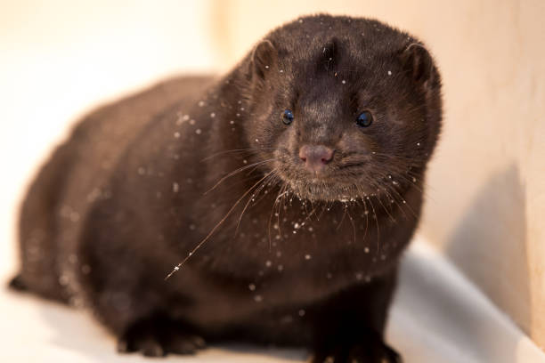 istock Mink grown in fur farming 1078353886