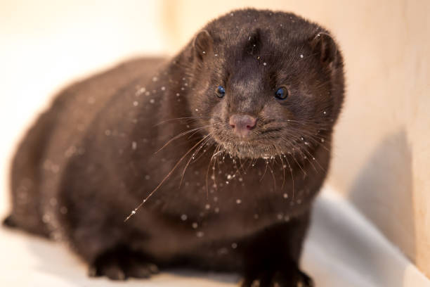 istock Mink grown in fur farming 1078353902