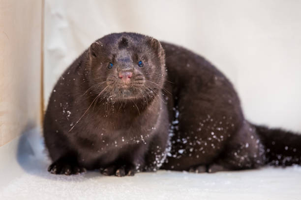 istock Mink grown in fur farming 1078353956