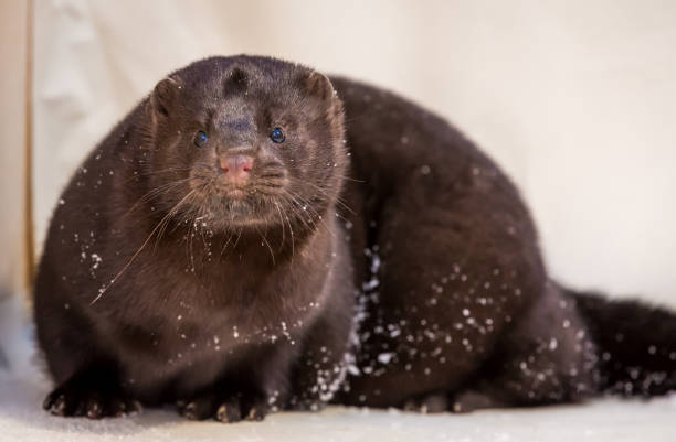 istock Mink grown in fur farming 1078353972