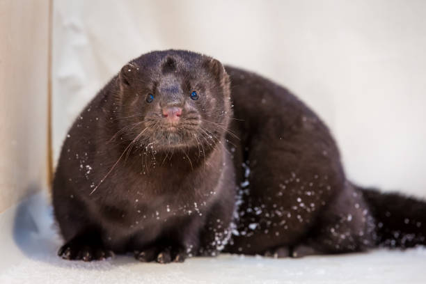 istock Mink grown in fur farming 1078353978