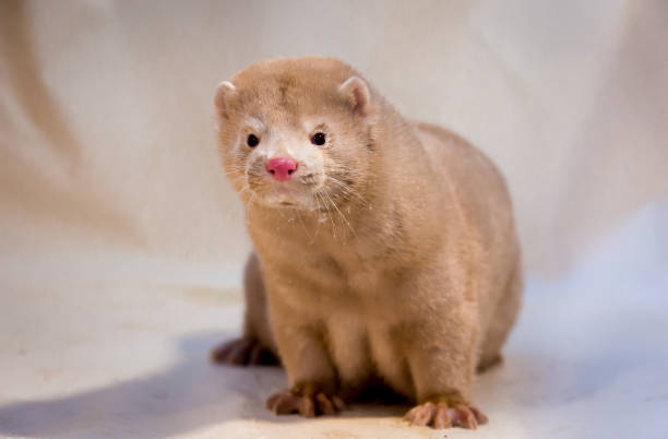 istock Mink grown in fur farming. 1078354046