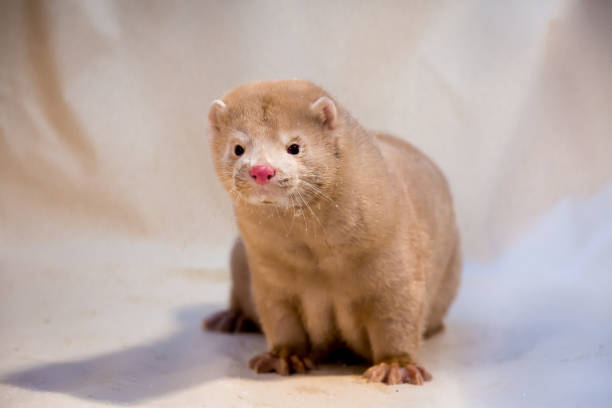 istock Mink grown in fur farming. 1078354050