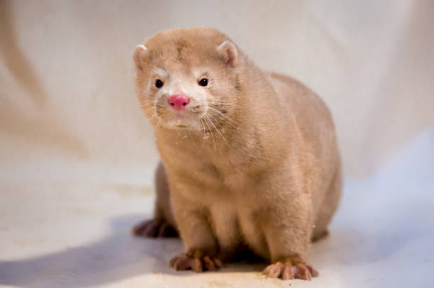 istock Mink grown in fur farming. 1078354060