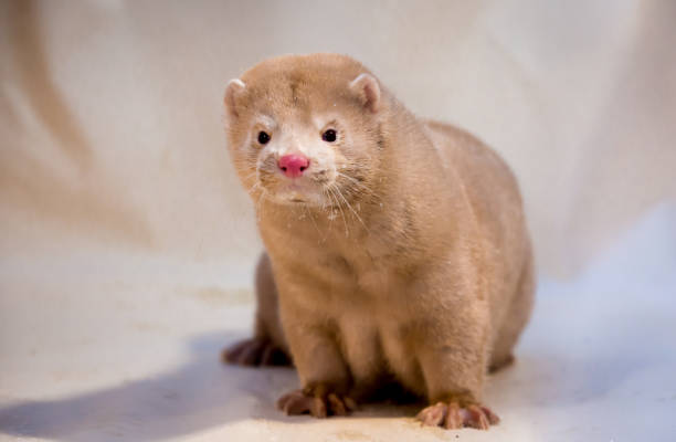 istock Mink grown in fur farming. 1078354072