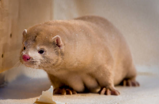 istock Mink grown in fur farming. 1078355092