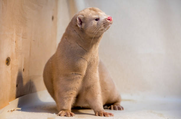 istock Mink grown in fur farming. 1078355098