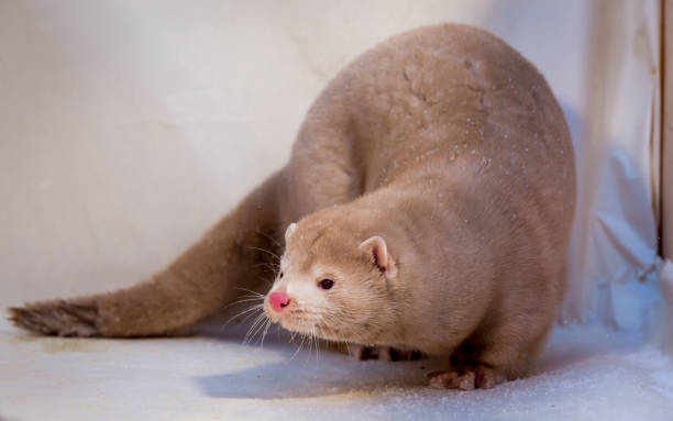 istock Mink grown in fur farming. 1078355110