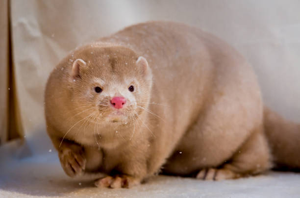 istock Mink grown in fur farming. 1078355136