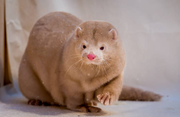 Mink grown in fur farming. Mink grown in fur farming. In the box for photography, powdered with snow. mink fur stock pictures, royalty-free photos & images