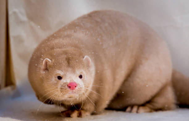 istock Mink grown in fur farming. 1078355140