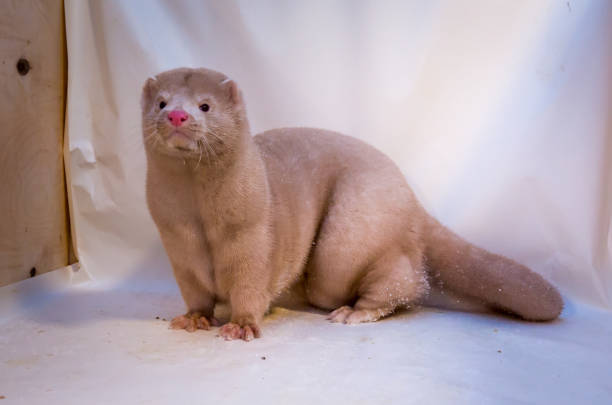 istock Mink grown in fur farming. 1078355362