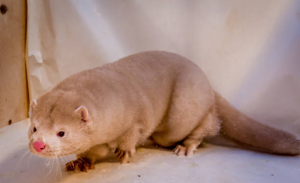 istock Mink grown in fur farming. 1078355366