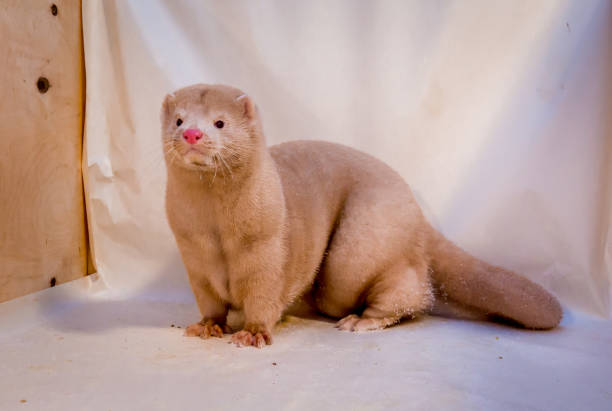 istock Mink grown in fur farming. 1078355370
