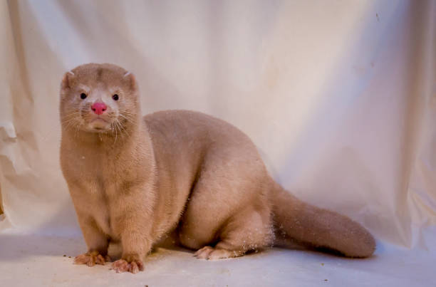 istock Mink grown in fur farming. 1078355382