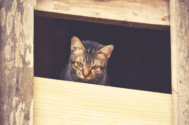 istock tabby cat sad on windos / on wrown tabby cat kitten on window looking outside 1078357534