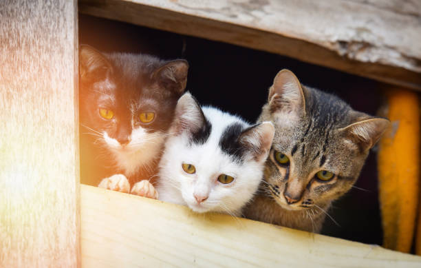 istock kittens cute cat / three whit black and wrown tabby cat brethren multi color kitten on window 1078357548