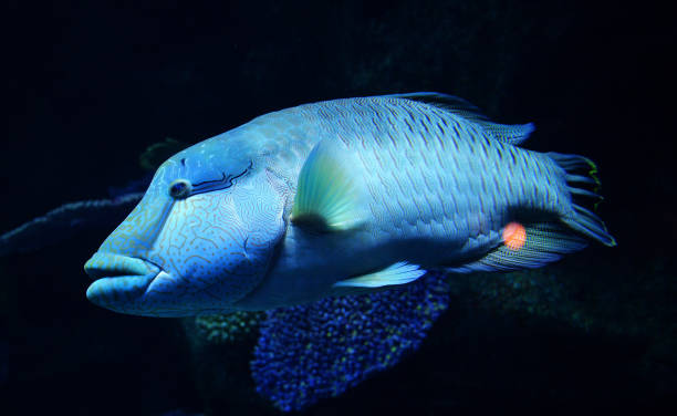 Humphead maori wrasse fish / Napoleon fish swimming marine life underwater ocean Humphead maori wrasse fish / Napoleon fish swimming marine life underwater ocean (Cheilinus undulatus) humphead wrasse stock pictures, royalty-free photos & images