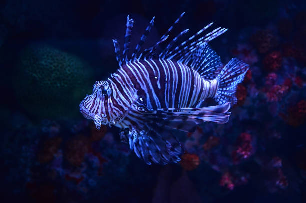 istock Lion fish swimming marine life underwater ocean 1078357584