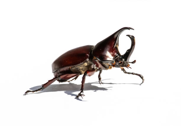 istock Stag or Rhinoceros beetle 1078361516