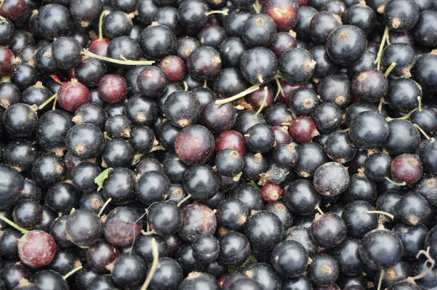 istock fresh jostaberry fruits 1078364198