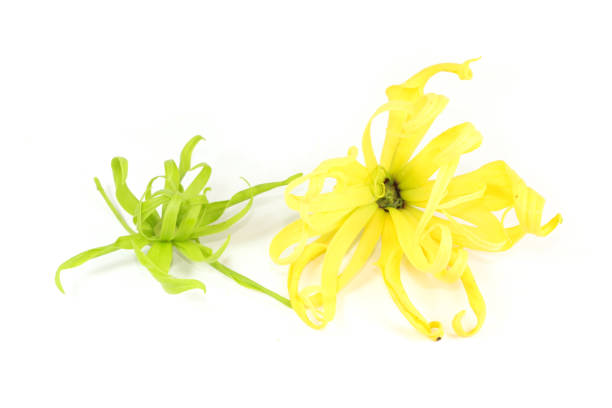 istock Cananga Close up 1078367390