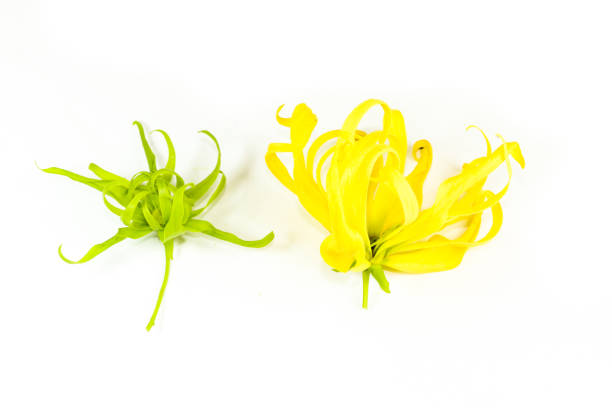 istock Cananga Close up 1078368396
