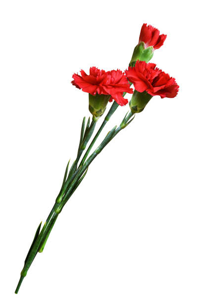 istock Three red carnation flowers in a bouquet 1078368528