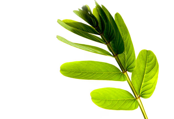 Leaf of Ringworm bush Close up
