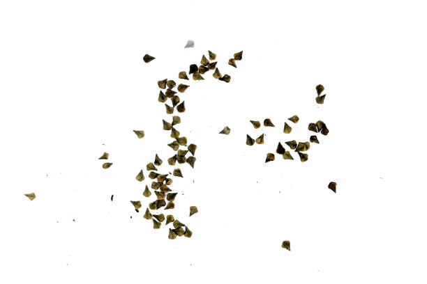istock Leaf of Ringworm bush Close up 1078369542