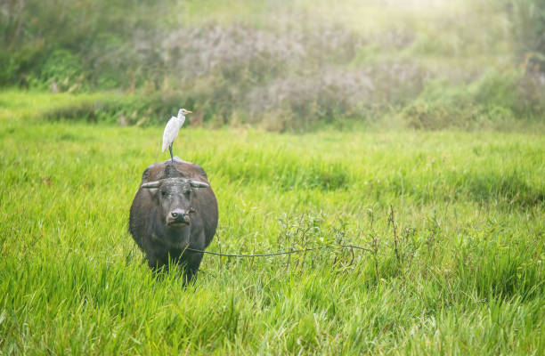The carabao water buffalo (Bubalus bubalis) and cattle egret have a symbiotic relationship, and this female carabao (Bulabus bubalis) in the Philippines is standing in a grassy field with an egret on its back. A female water buffalo is standing in a green field of grass looking directly at the camera, a rope with a knot through the buffalo's nostril is visible, while a cattle egret stands quietly on its back. The rural scene is backlit. cattle egret photos stock pictures, royalty-free photos & images