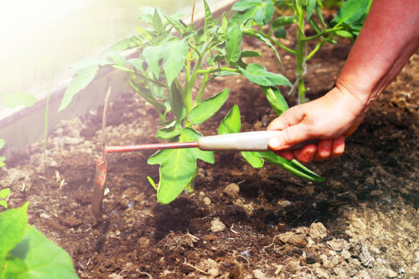 istock rake close up in the garden day, sunlight 1078371538