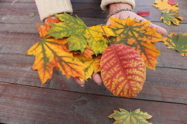istock Autumn leaves in female palms 1078371702