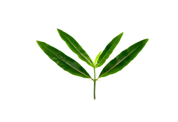 This sweet potato leaf is the leftover from the best sweet potato that my uncle sells in the market